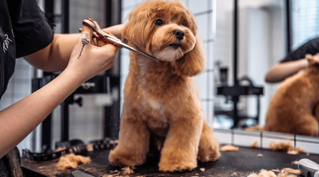 The Ultimate Guide to Stress-Free Grooming for Cats and Dogs